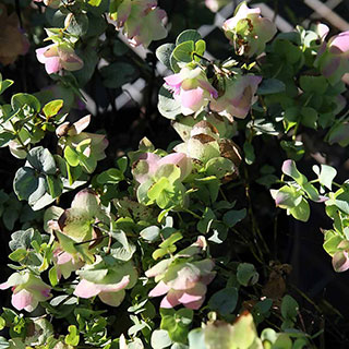Origan 'Kent Beauty'